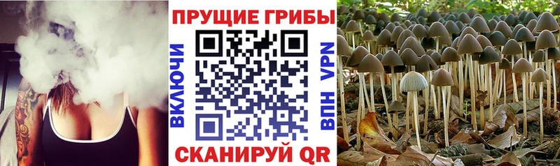 OMG tor  Мамоново  Псилоцибиновые грибы MAGIC MUSHROOMS 